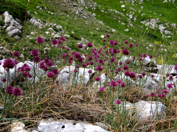 Fioriture in quota